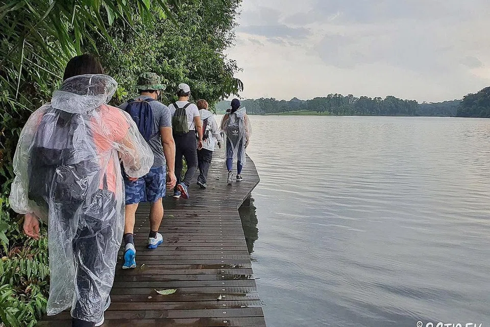 SEMAKIN DIGEMARI: Pengunjung meneroka alam semula jadi Kolam Air MacRitchie menggunakan denai yang disediakan. - Foto SGTrek . - Foto BH oleh LIM YAOHUI