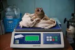 DITIMBANG: Anak burung hantu Sunda Scops ini diletak di atas timbang di Hospital Unggas Taman Burung Jurong - antara hospital hidupan liar paling mapan dengan pengkhususan dalam penjagaan unggas di rantau ini- Foto BH oleh KEVIN LIM