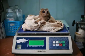 DITIMBANG: Anak burung hantu Sunda Scops ini diletak di atas timbang di Hospital Unggas Taman Burung Jurong - antara hospital hidupan liar paling mapan dengan pengkhususan dalam penjagaan unggas di rantau ini- Foto BH oleh KEVIN LIM
