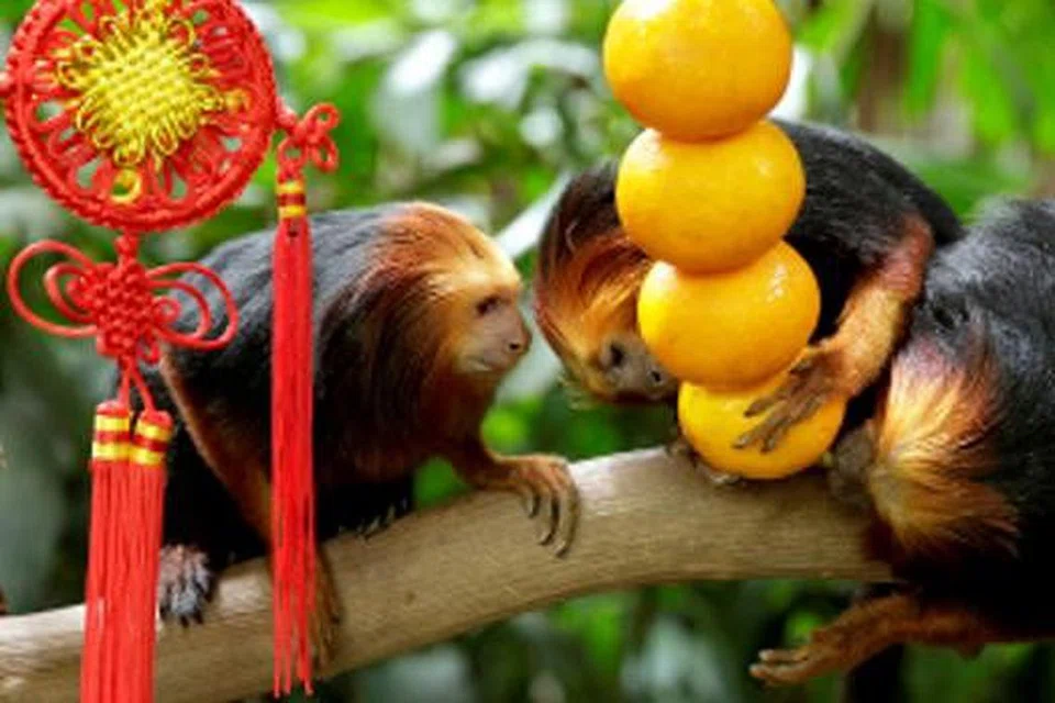 HADIAH TAHUN BARU: Monyet jenis lion tamarin berkepala emas di Taman Haiwan Singapura ini menikmati hadiah Tahun Baru Cina mereka. - Foto WILDLIFE RESERVES SINGAPORE