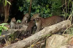 Taman Haiwan Singapura, Singapore Zoo, harimau bintang Sri Lanka, Mandai Wildlife Group, Wild Africa Zoo, spesies terancam IUCN, anak harimau bintang lahir Singapura.