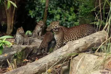 Taman Haiwan Singapura, Singapore Zoo, harimau bintang Sri Lanka, Mandai Wildlife Group, Wild Africa Zoo, spesies terancam IUCN, anak harimau bintang lahir Singapura.