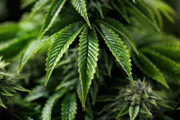 ADA BAHAN BERBAHAYA: Bahan-bahan yang lebih biasa ditemui dalam pokok ganja sudah pun dianggap terkawal di bawah MDA, namun, Biro Narkotik Pusat (CNB) telah mengesan derivatif baru yang mempunyai kesan berbahaya yang sama seperti THC.
