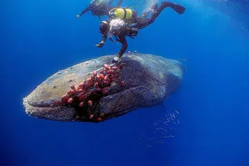BERJAYA DISELAMATKAN: Paus kelasa terjerat dalam jaring ikan merah sehingga ia langsung tidak dapat membuka mulutnya. - Foto REUTERS