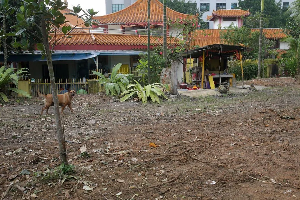 Kawasan tumbuh-tumbuhan di belakang Kuil Bergabung See Thian Foh di Bukit Batok Street 23 dibersihkan April lalu sebagai sebahagian daripada operasi meluas untuk memerangi tikus di kawasan itu. 