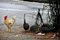 BOLEH MENJEJAS KESIHATAN: Ayam yang bebas berlegar dihapuskan sebagai pilihan terakhir kerana ia lebih terdedah kepada virus selesema burung berbanding burung lain seperti merpati serta boleh turut menyebar penyakit kepada manusia. - Foto THE STRAITS TIMES