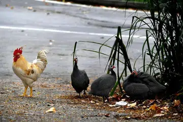 BOLEH MENJEJAS KESIHATAN: Ayam yang bebas berlegar dihapuskan sebagai pilihan terakhir kerana ia lebih terdedah kepada virus selesema burung berbanding burung lain seperti merpati serta boleh turut menyebar penyakit kepada manusia. - Foto THE STRAITS TIMES