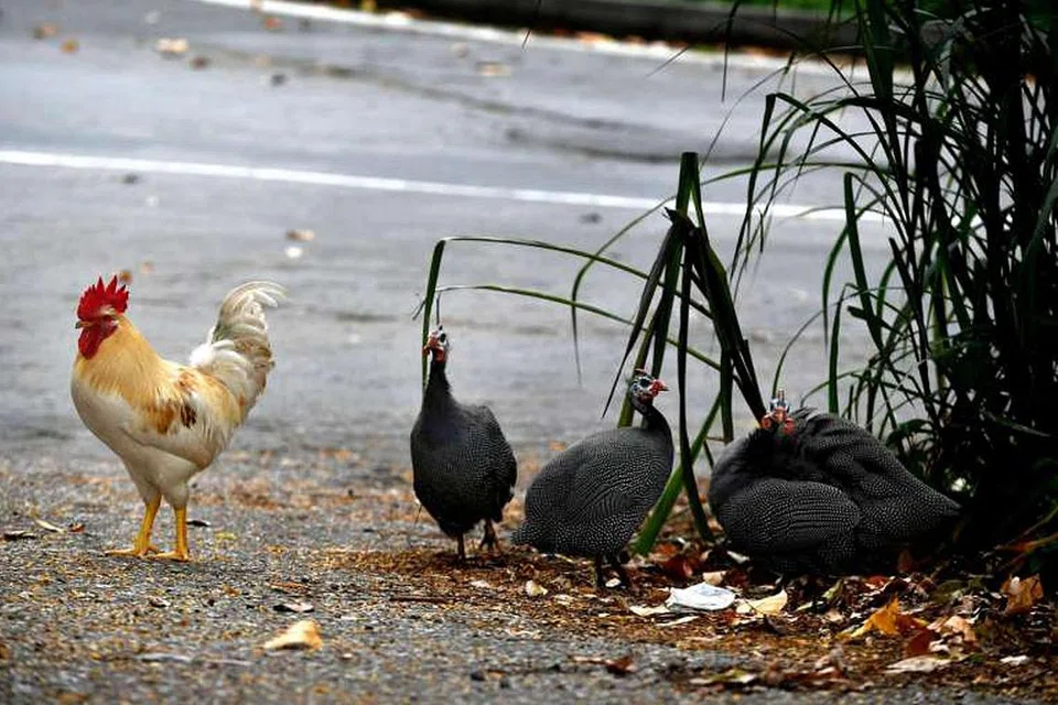 BOLEH MENJEJAS KESIHATAN: Ayam yang bebas berlegar dihapuskan sebagai pilihan terakhir kerana ia lebih terdedah kepada virus selesema burung berbanding burung lain seperti merpati serta boleh turut menyebar penyakit kepada manusia. - Foto THE STRAITS TIMES