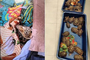 Daripada 58 ekor kura-kura bintang India yang dirampas, salah seekor kura-kura tersebut ditemui mati, sementara 22 lagi dinilai sebagai “kurus”.