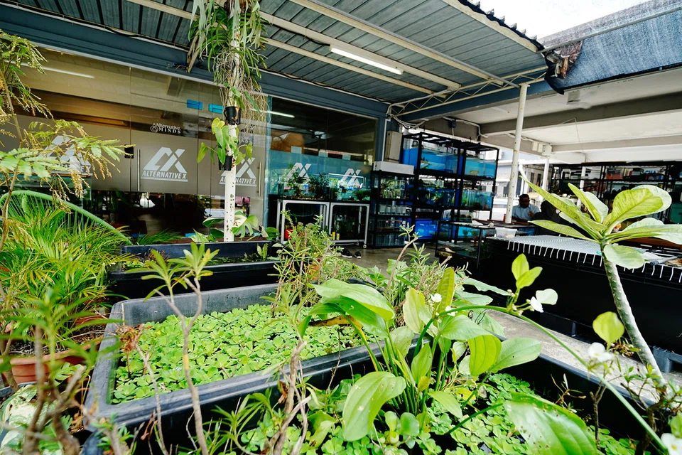 Pusat Alternative X yang terletak di 7 Jalan Saudara Ku.