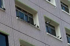 Lebih 10 burung merpati bertenggek di tingkap unit di Blok 805 Chai Chee Road. Penduduk unit itu dipercayai memberi makan kepada haiwan tersebut.