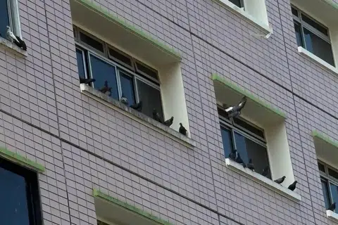 Lebih 10 burung merpati bertenggek di tingkap unit di Blok 805 Chai Chee Road. Penduduk unit itu dipercayai memberi makan kepada haiwan tersebut.