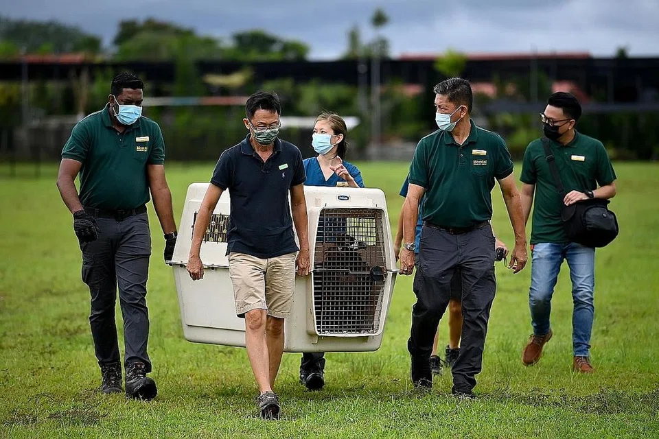 Gagal terbang... balik ke sangkar: Kakitangan Kumpulan Kehidupan Liar Mandai dan Lembaga Taman Negara (NParks) mengangkat kurungan bersama hering hitam itu pulang ke van setelah ia gagal terbang. - Foto BH oleh LIM YAOHUI