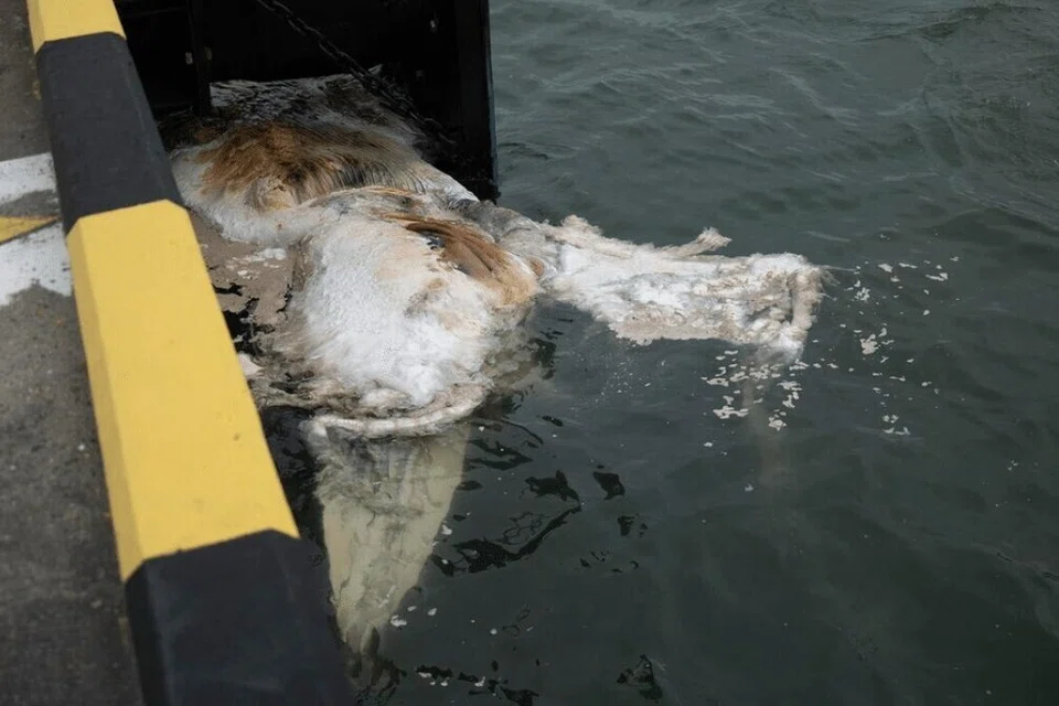 Bangkai ikan paus yang terapung ditemui di perairan berhampiran Pusat Kapal Pelesiran Marina Bay Singapura pada 12 September.