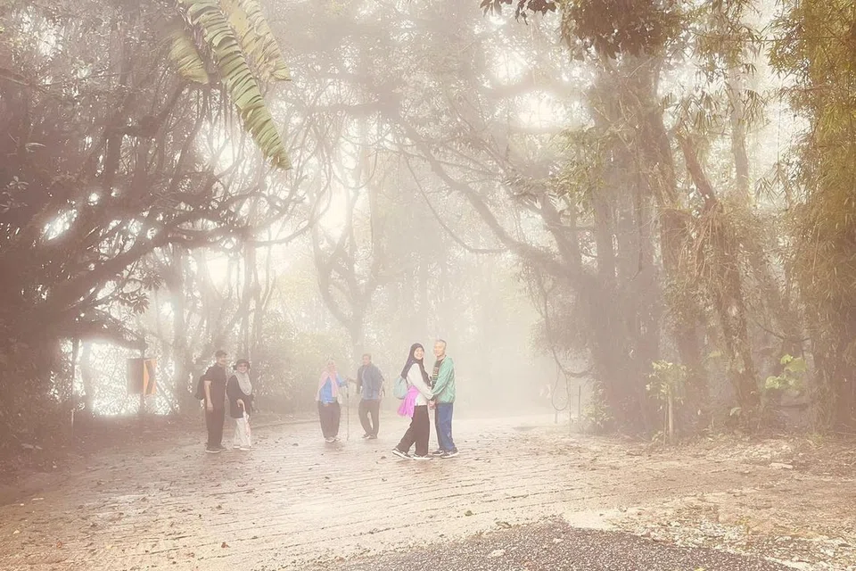 Mossy Forest di Cameron Highlands, iaitu hutan berlumut semula jadi yang hanya tumbuh di kawasan tinggi. Pada ketinggian itu, awan paras rendah menyelimuti hutan dengan kabus dan kelembapan, ideal untuk lumut, paku pakis, alga dan kulat, serta orkid tumbuh. 