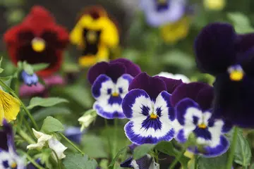 Bunga aneka warna hasil tuaian persemadian benih.