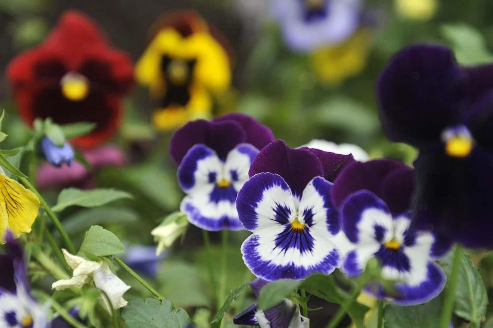 Bunga aneka warna hasil tuaian persemadian benih.