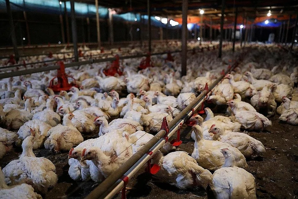 TARIK BALIK SUBSIDI: Keputusan kerajaan Malaysia menghentikan subsidi bahan makanan seperti ayam, telur dan minyak masak sawit tertentu mulai 30 Jun dijangka menyebabkan kenaikan harga barangan tersebut. - Foto fail
