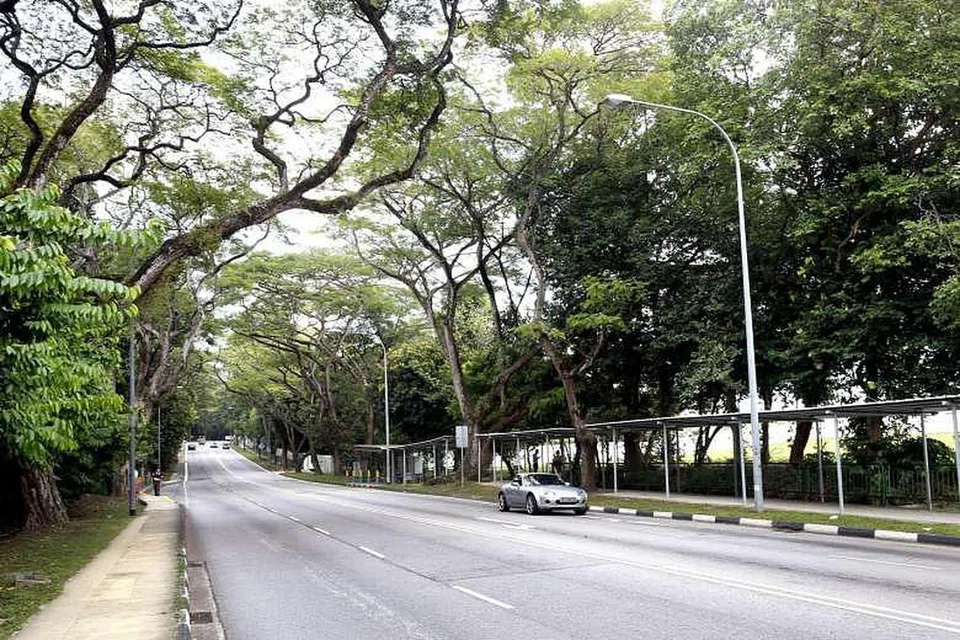 Kehijauan memagari Upper Aljunied Road, dilihat di sini dari Upper Serangoon Road. Bahagian yang akan dijadikan laluan pejalan kaki, dengan rimbunan pokok-pokok matang, amat sesuai dengan pelan tindakan subur bagi estet Bidadari baru. 