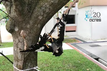 TINDAKAN KEJAM TERHADAP BURUNG: Mereka yang didapati melakukan kekejaman terhadap haiwan boleh didenda sebanyak $15,000, dipenjara sehingga 18 bulan atau kedua-duanya bagi kesalahan pertama. - Foto FACEBOOK ACRES