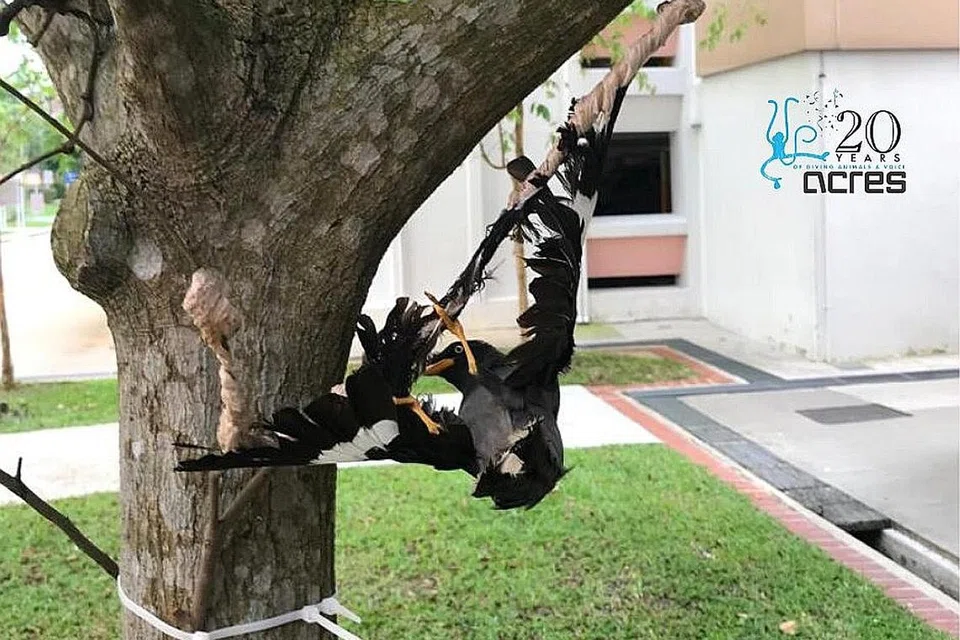 TINDAKAN KEJAM TERHADAP BURUNG: Mereka yang didapati melakukan kekejaman terhadap haiwan boleh didenda sebanyak $15,000, dipenjara sehingga 18 bulan atau kedua-duanya bagi kesalahan pertama. - Foto FACEBOOK ACRES
