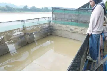 Penternak ikan sangkar, Nurmadihah Jamal, kerugian lebih RM38,400 apabila lebih 16,800 ikan patin pelbagai saiz yang diternaknya dalam 28 sangkar di Sungai Pahang mati secara berperingkat disebabkan musim kemarau.