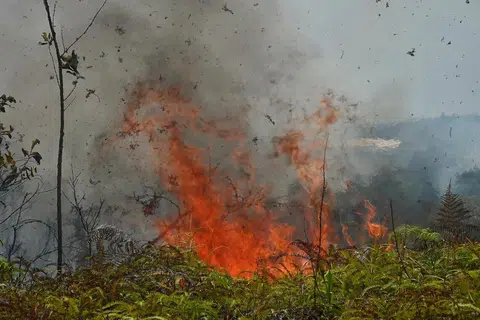 Api menjilat kawasan hutan di Desaru, Johor.