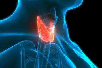 Kelenjar tiroid berfungsi mengeluarkan dua jenis hormon iaitu hormon tiroksin dan hormon triiodotiroksin. Hormon itu mengawal metabolisme (pengeluaran tenaga) manusia. Jika tiroid tidak berfungsi dengan sempurna, ia memberi kesan terhadap aspek kesihatan, terutama berat badan, kemurungan dan tahap tenaga.