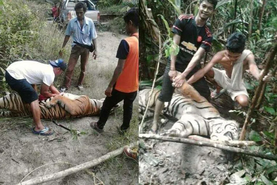 Jabatan Hidupan Liar dan Taman Negara (Perhilitan) Malaysia sedang menyiasat imej beberapa orang bergambar di sisi bangkai seekor harimau, yang tersebar luas di laman sosial media. 