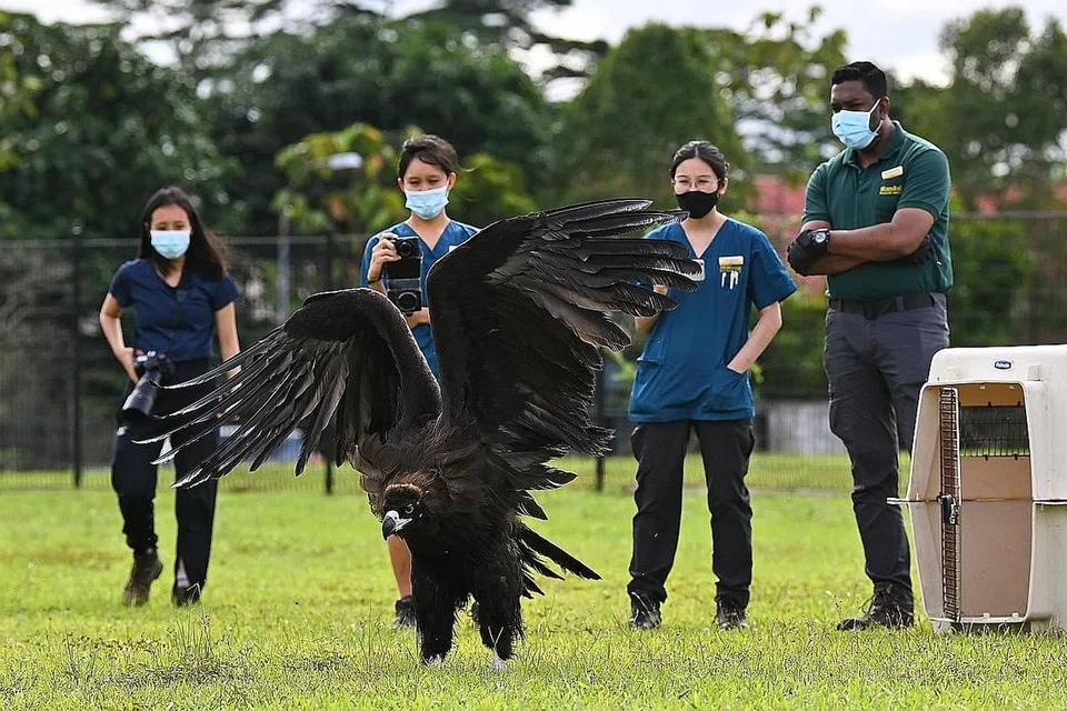Bebas...kembangkan sayap: Burung besar itu menebarkan sayapnya setelah dilepaskan daripada kurungan. - Foto BH oleh LIM YAOHUI