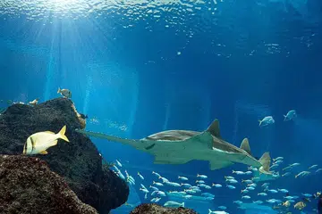 TERLINDUNG: Ikan gergaji adalah antara 37 spesies haiwan dalam senarai Spesies Haiwan Liar Terlindung. - Foto fail