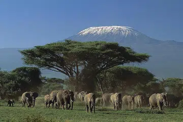 KESAN NEGATIF: Haiwan liar seperti gajah rasa tertekan apabila ada ramai pelancong. - Foto fail DYNASTY TRAVEL.