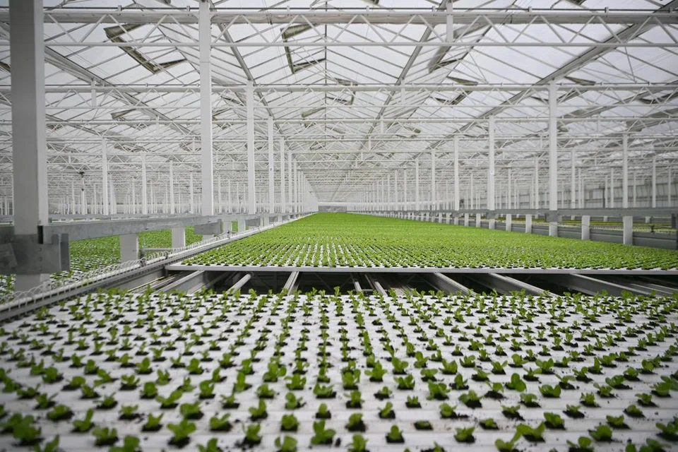 TANAH LUAS: Ladang kendalian syarikat Green Harvest yang seluas 150,000 kaki persegi boleh menjana empat tan sayur-sayuran iaitu sama beratnya seperti seekor gajah dewasa.