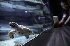 penyu, sisik, Oceanarium Singapura, spesies terancam