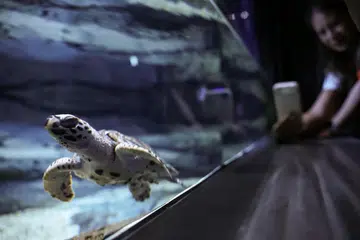 penyu, sisik, Oceanarium Singapura, spesies terancam