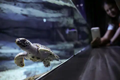 penyu, sisik, Oceanarium Singapura, spesies terancam