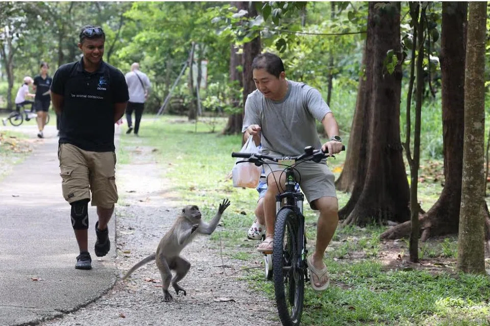 Seekor monyet cuba merampas beg plastik daripada seorang penunggang yang sedang berbasikal di Pulau Coney pada 30 Mac. 