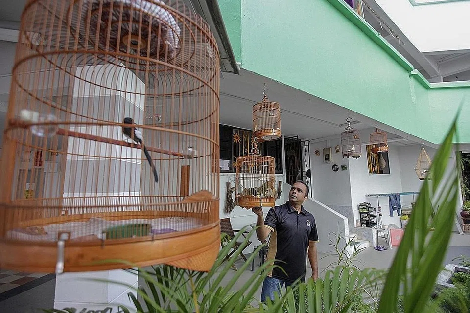 NYANYIAN BURUNG TENANGKAN HATI: Encik Amir Matchap memiliki lima jenis burung pandai menyanyi atau songbird dalam peliharaannya seperti murai batu, kenari dan jambul yang berharga antara $500 dengan ribuan dolar. - Foto BH oleh IQBAL FAIZAL