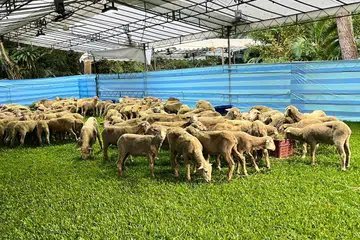 SELESAI ACARA KORBAN: Mereka yang melakukan ibadah korban dan memilih untuk menerima daging itu akan dihubungi dan penghantaran dibuat ke alamat rumah mereka. 