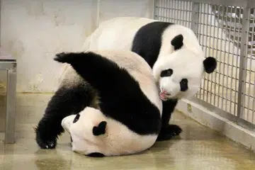 Kai Kai (di atas) bermain riang dengan Jia Jia. Pasukan penjagaan haiwan dan veterinar Kumpulan Hidupan Liar Mandai berada dalam keadaan tertanya-tanya kerana Jia Jia menunjukkan beberapa tanda yang dikaitkan dengan kehamilan.