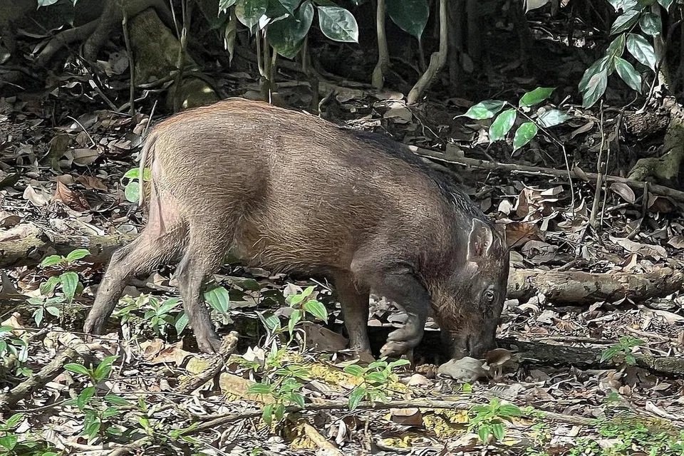 SERANGAN BABI HUTAN: Apabila berhadapan dengan babi hutan, orang ramai harus bertenang dan bergerak dengan perlahan. Mereka tidak harus mengadang atau mencetuskan provokasi. 