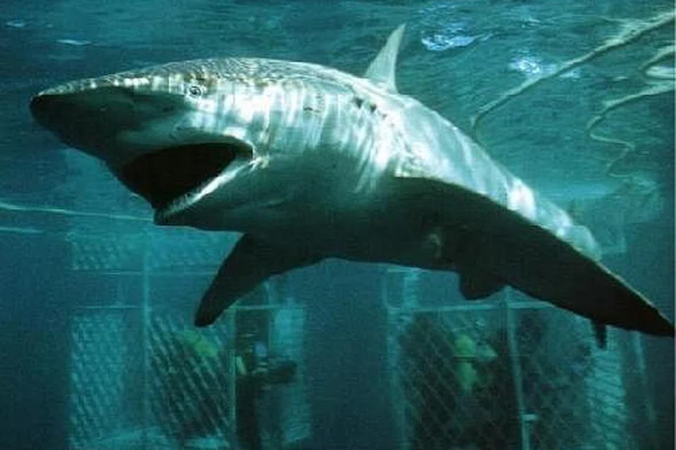 Ikan jerung jenis bronze whaler