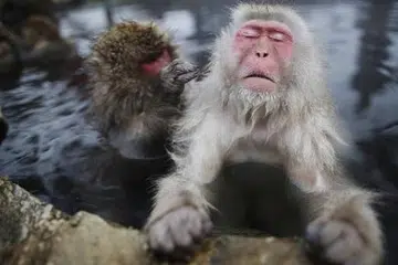 MONYET BERENDAM: Japanese macaque atau snow monkey, yang dilihat penulis, suka berendam dalam air panas di Taman Monyet Jigokudani, Nagano, utara Osaka. Pas masuk ialah 500 yen ($5.75). - Foto REUTERS