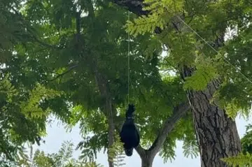 operasi menembak gagak, NParks