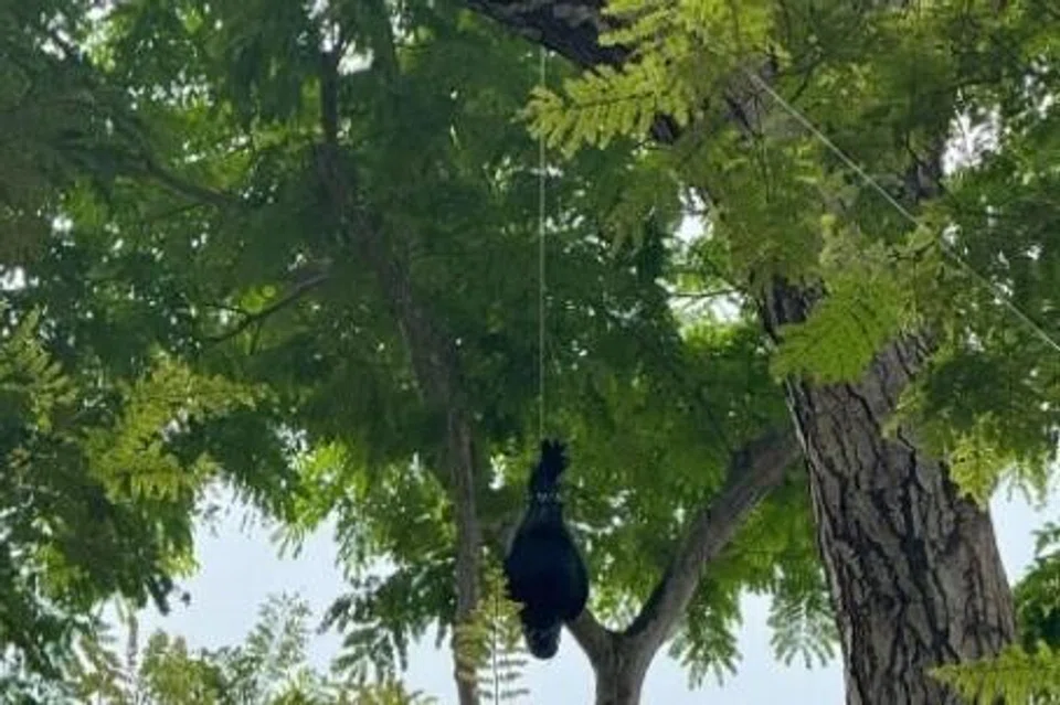 operasi menembak gagak, NParks