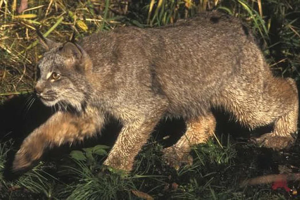  'LYNX': Sejenis kucing liar yang merupakan haiwan asli di Canada dan terdapat di Zoo Toronto. 