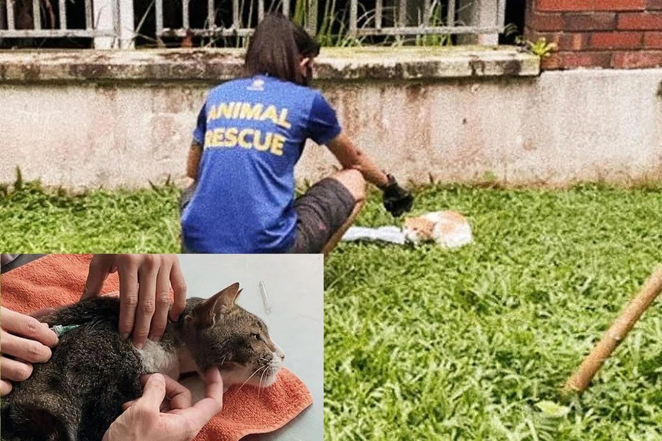 USAHA MENYELAMAT DAN MERAWAT: Seorang pegawai SPCA berusaha menyelamatkan seekor kucing yang dianiaya sementara seekor lagi kucing yang diselamatkan dirawat oleh kakitangan SPCA. - Foto-foto SPCA