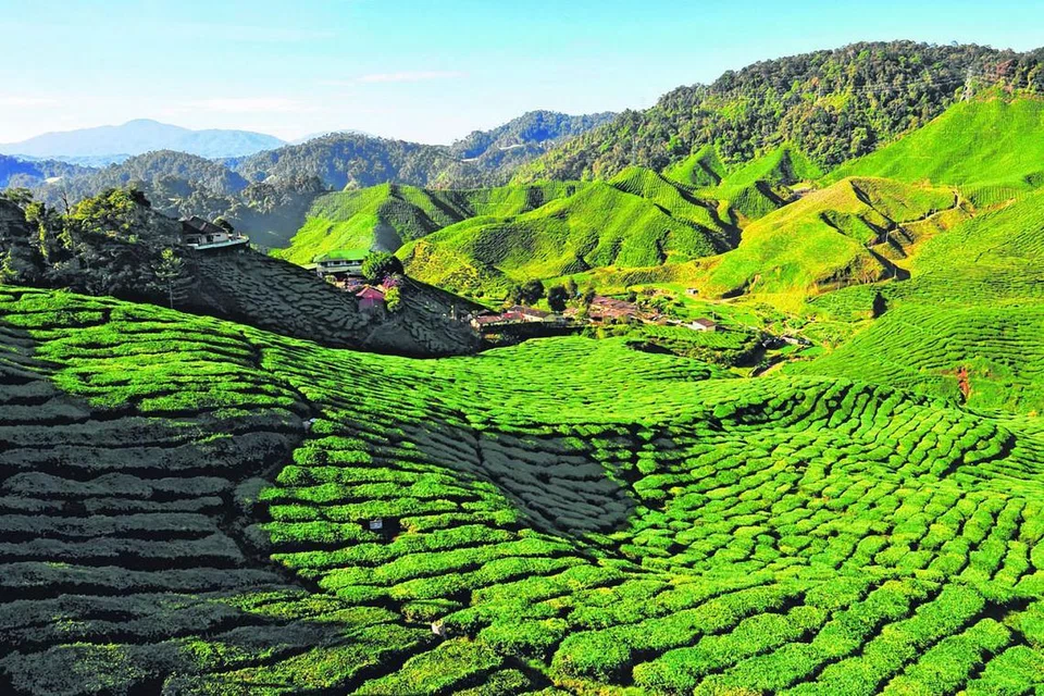 LUAS PEMANDANGAN: Beginilah pemandangan menghijau yang boleh dinikmati pelancong semasa di Cameron Highlands, yang pasti membuat seseorang itu berasa senang ketika memandangnya. - Foto TOURISM MALAYSIA