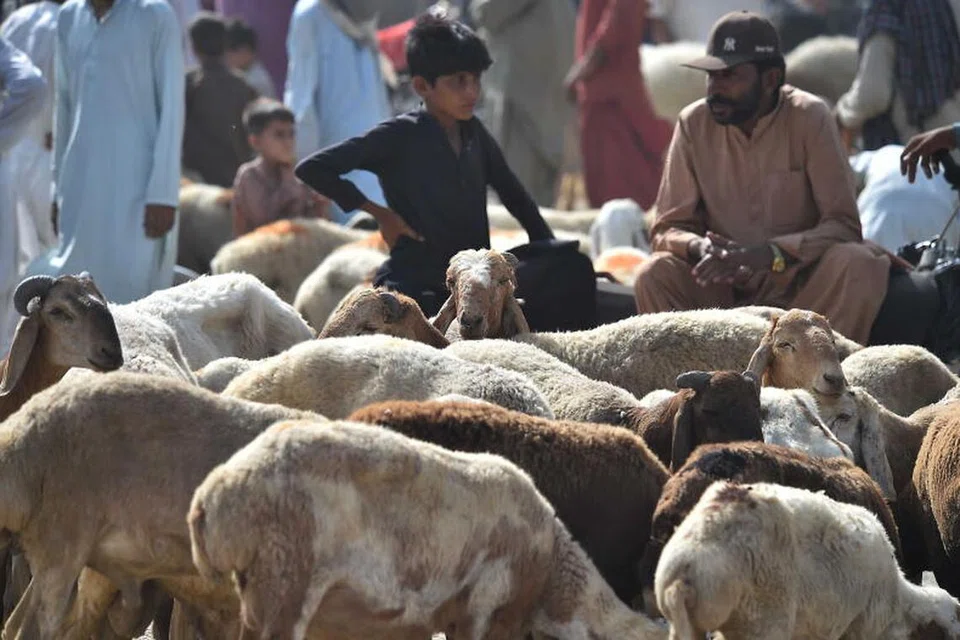 Kambing yang dijual bagi ibadah korban sempena Aidiladha di sebuah pasar tempatan di Karachi, Pakistan, pada 6 Jun.