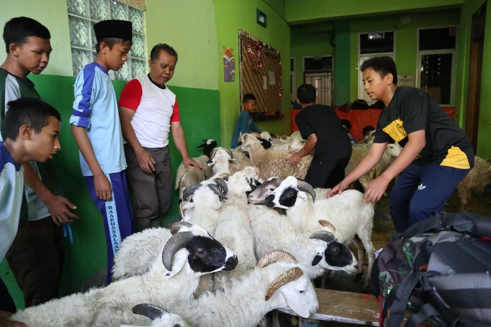 Semua kambing yang disediakan untuk ibadah korban, dipastikan sihat, cukup umur dan bebas daripada penyakit. 